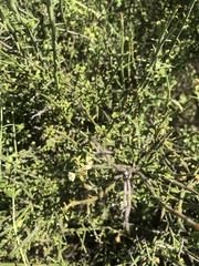 Adolphia californica