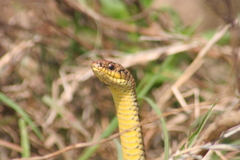Lygophis anomalus
