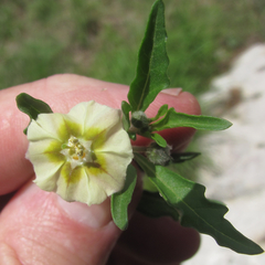 Chamaesaracha edwardsiana