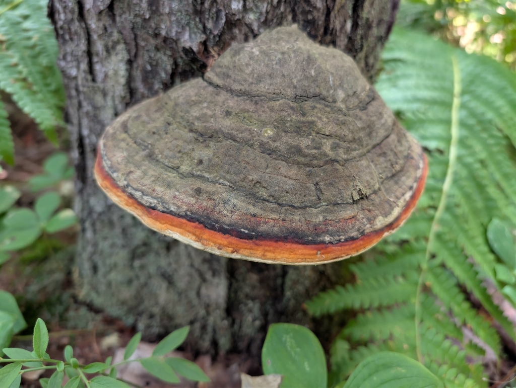 Northern Red Belt · August 2026 · photo: Photo: no rights reserved · iNaturalist
