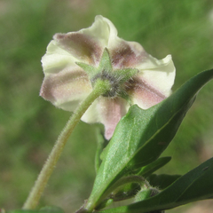 Chamaesaracha edwardsiana