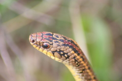 Lygophis anomalus