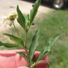 Chamaesaracha edwardsiana