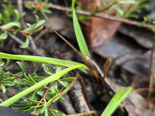 Calamagrostis quadriseta, 2026-08-09