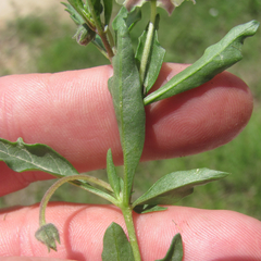 Chamaesaracha edwardsiana