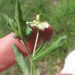 Chamaesaracha edwardsiana