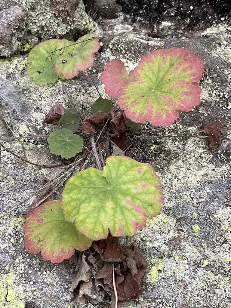 American Alumroot — lead field view