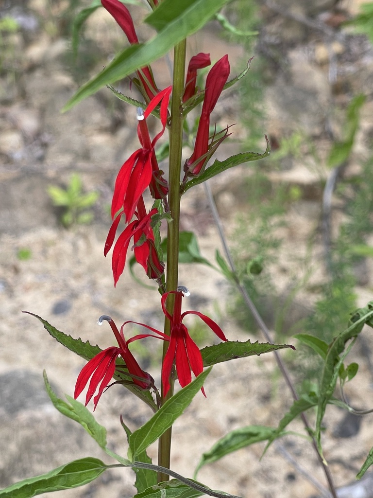Cardinal Flower — complete flowering stem