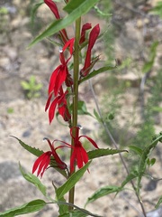 Cardinal Flower — complete flowering stem