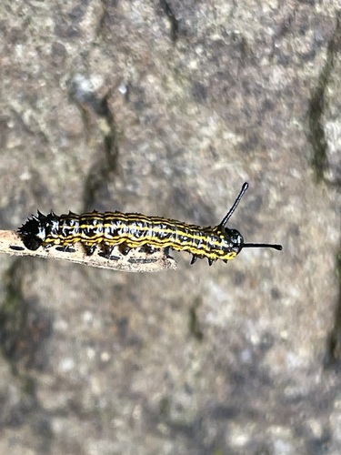 Yellow-striped Oakworm caterpillar shown at close range