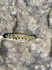 Yellow-striped Oakworm caterpillar shown at close range