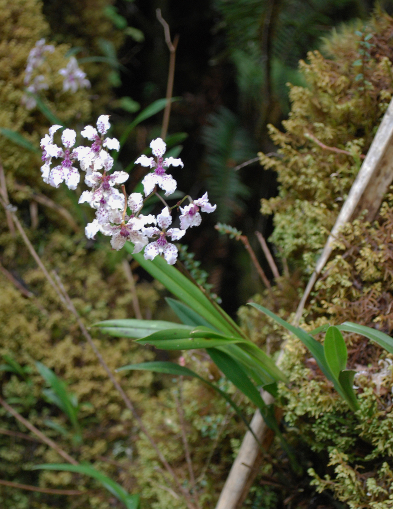 Cyrtochilum sodiroi