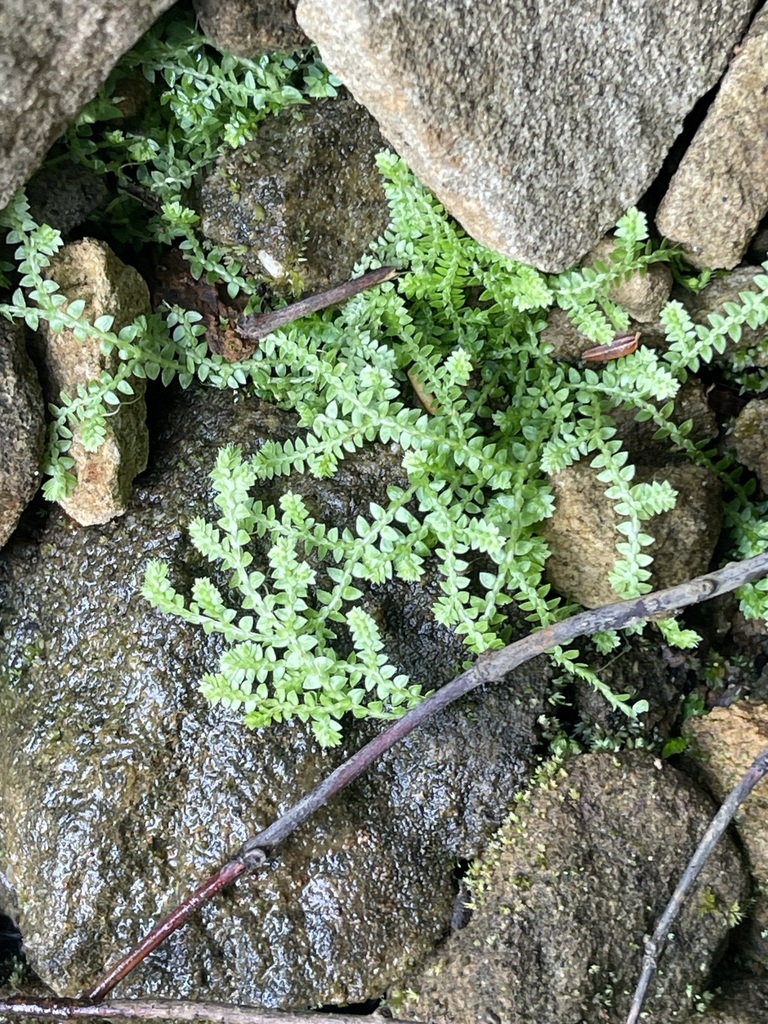 Meadow Spikemoss — lead field view