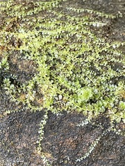 Tiny Thyme and Allied Mosses forming a bright green colony on damp substrate