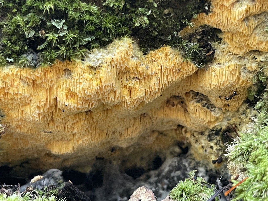 Fibroporia — lead field view