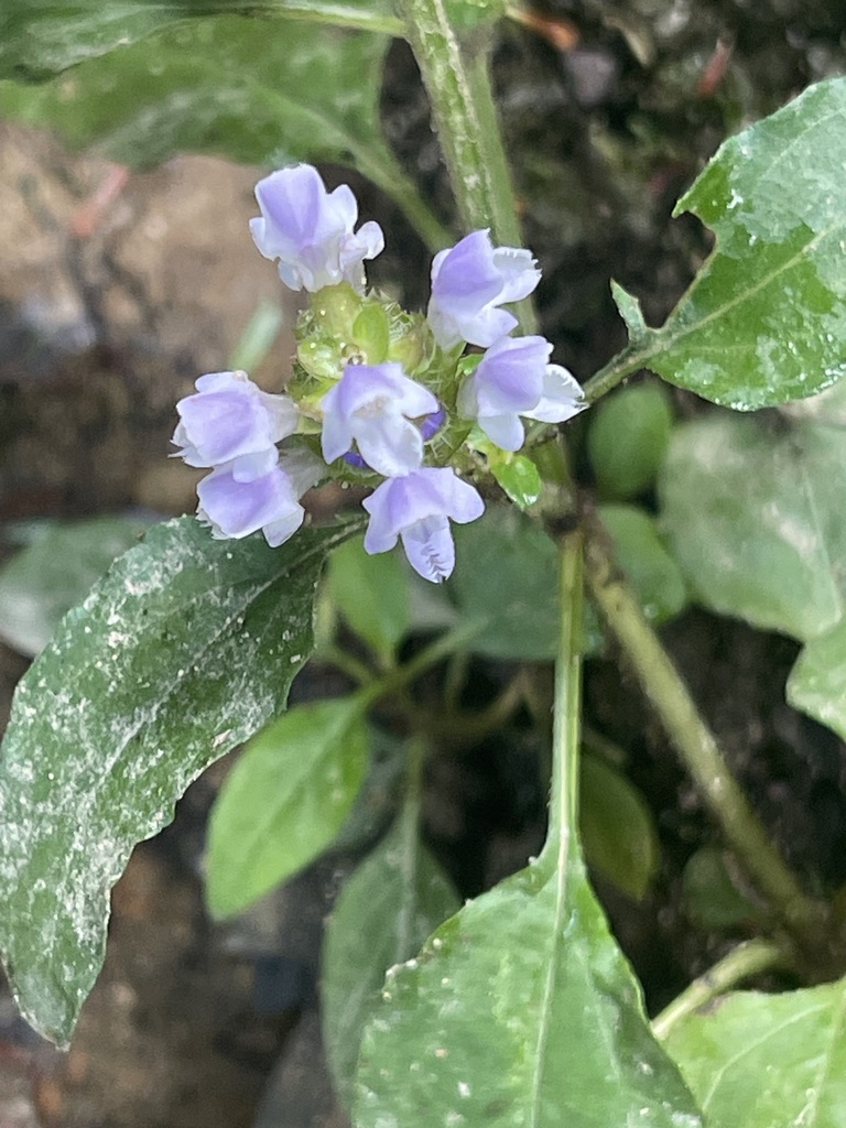 Common Selfheal — lead field view