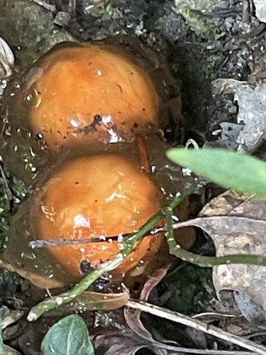 Two glossy orange Stalked Puffballs-in-Aspic suspended inside clear brown jelly among wet stones and grass