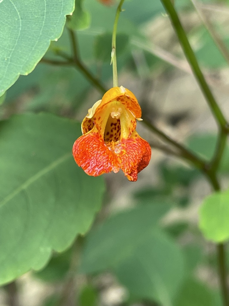 Front view into the pouch-shaped Common Jewelweed flower and its curved spur