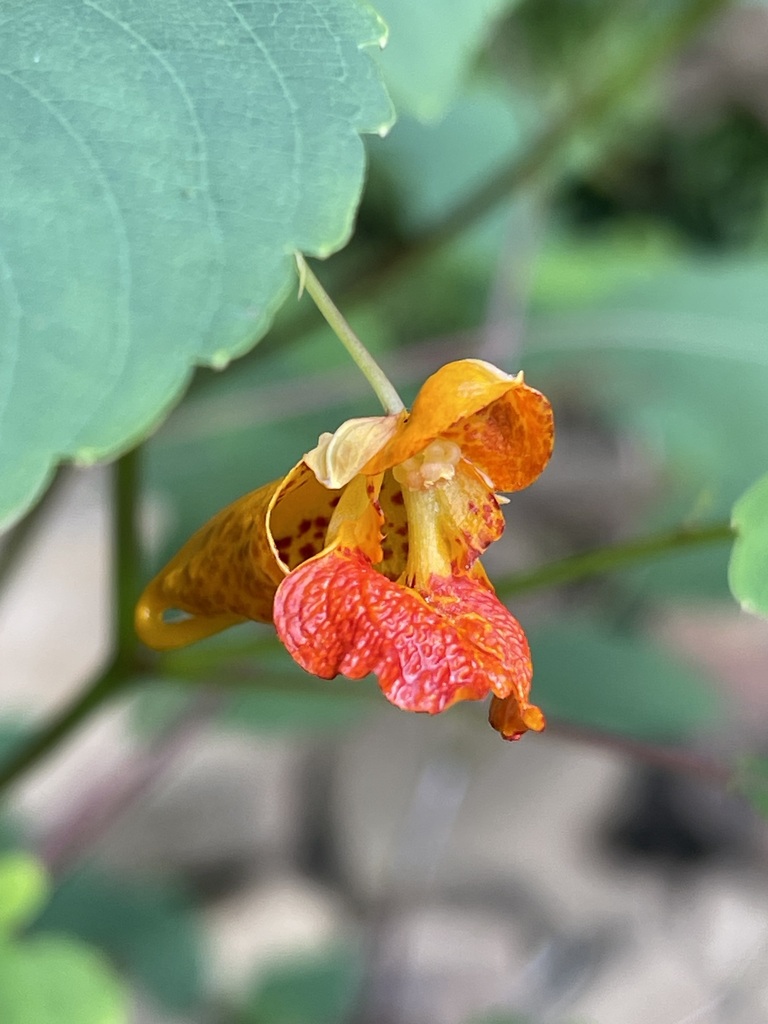 Paired orange Common Jewelweed blossoms