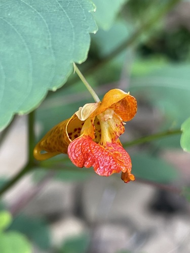 Orange-and-scarlet Jewelweed flower hanging beneath blue-green leaves