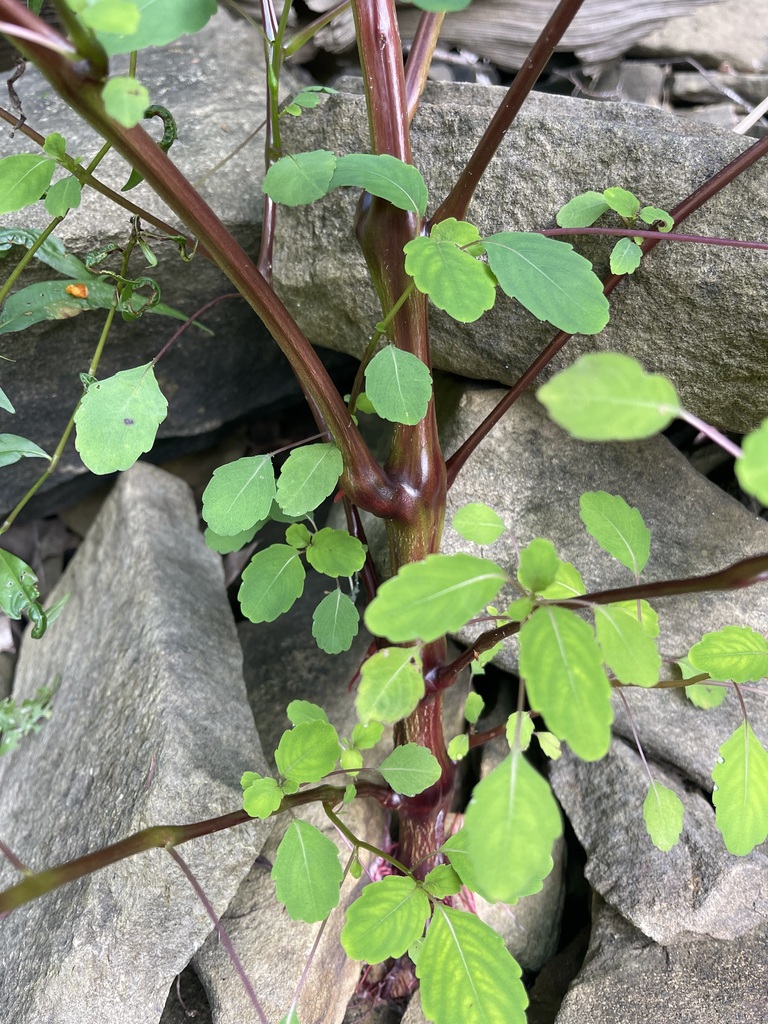 Branching reddish Common Jewelweed stem with blue-green leaves