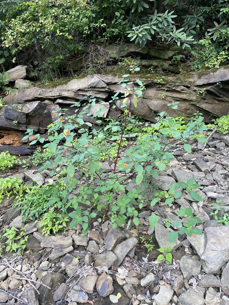 Complete Common Jewelweed plant against layered stone