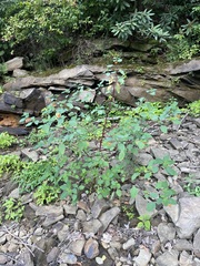 Complete Common Jewelweed plant against layered stone