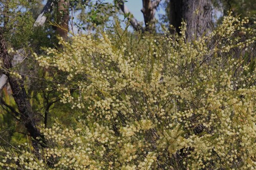 Acacia quadrilateralis observed 2026-08-08