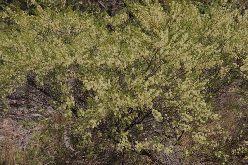 Acacia quadrilateralis observed 2026-08-08
