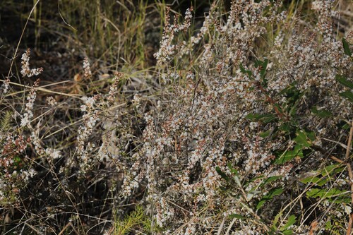 Styphelia recurvisepala observed 2026-08-08