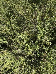 Adolphia californica