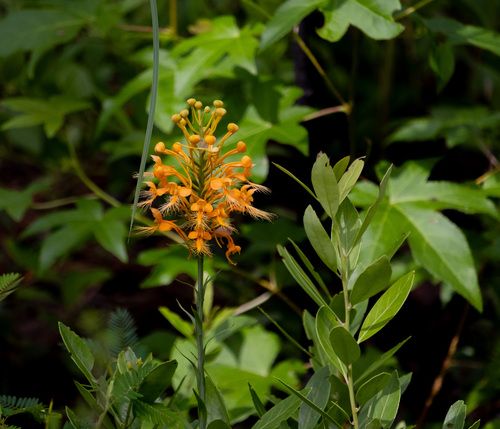 orange-fringed orchid