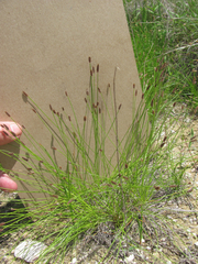 Eleocharis compressa