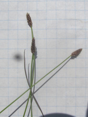 Eleocharis compressa