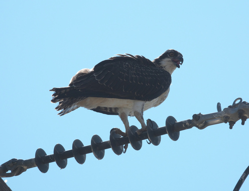 Osprey
