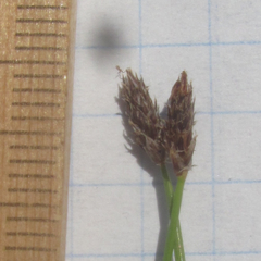 Eleocharis compressa