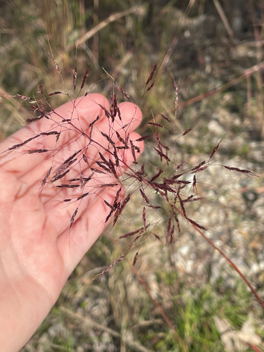 Capillipedium spicigerum observed 2026-08-08
