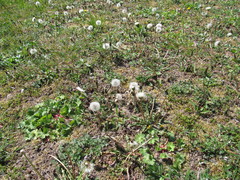 Taraxacum officinale