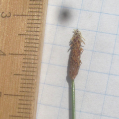 Eleocharis compressa