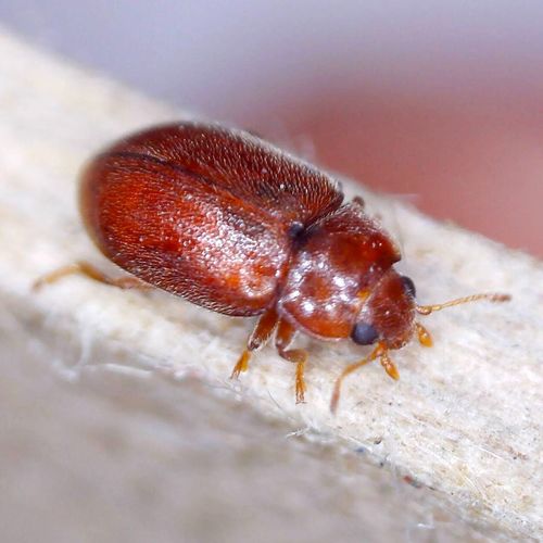 Red Marsh Ladybird, photo 4 of 10