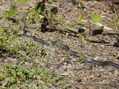 Coluber constrictor latrunculus