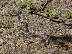 Coluber constrictor latrunculus