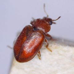 Coccidula rufa