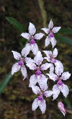 Cyrtochilum ramosissimum
