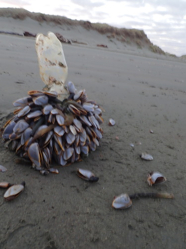 photo of Pelagic Gooseneck Barnacle (Lepas anatifera)