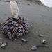 photo of Pelagic Gooseneck Barnacle (Lepas anatifera)