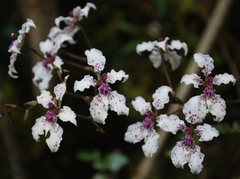 Cyrtochilum ramosissimum