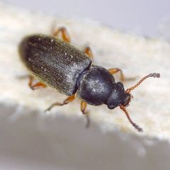 Telmatophilus caricis