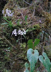 Cyrtochilum ramosissimum