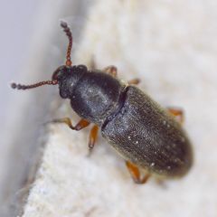 Telmatophilus caricis